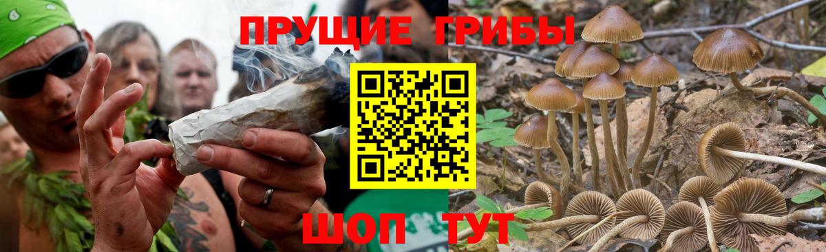 Галлюциногенные грибы Psilocybe  Вход с VPN  Киров 